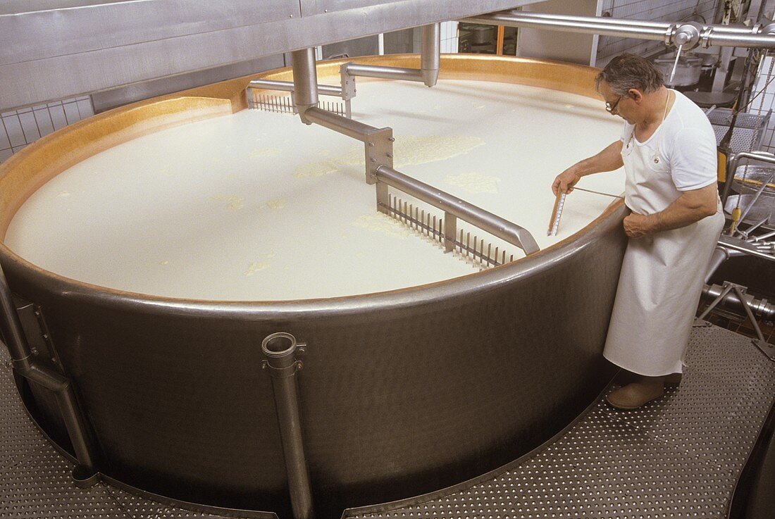 00228594 Measuring temperature in vat of renneted milk
