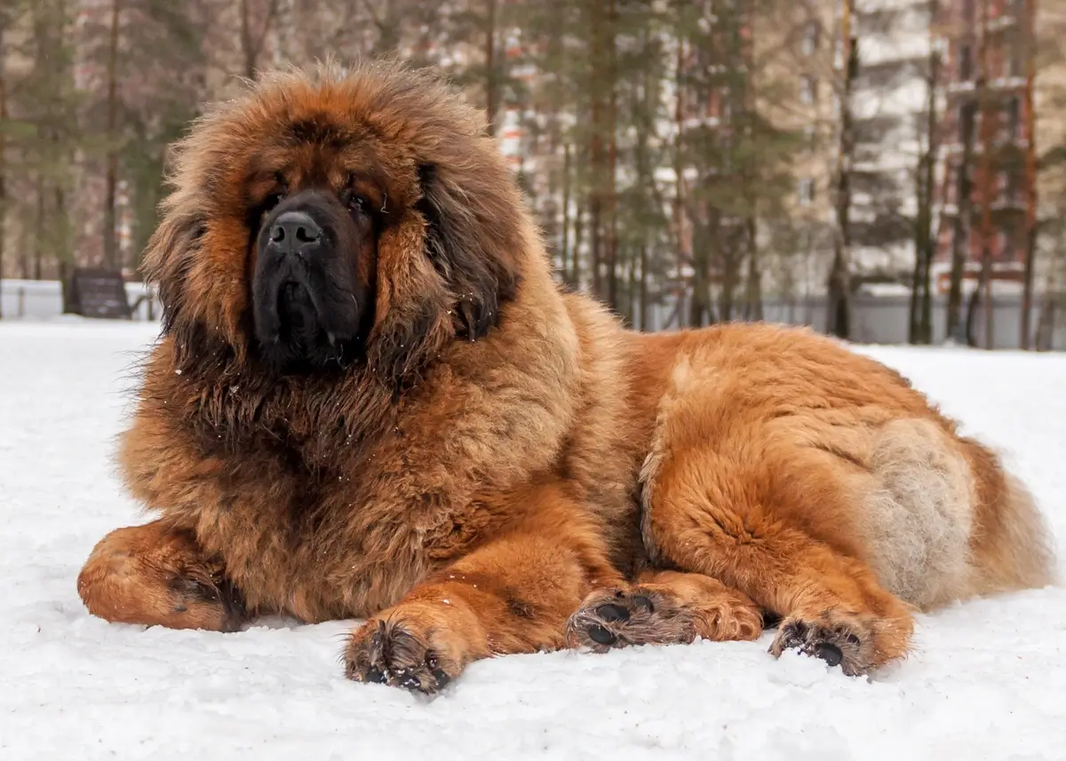 Tibetanmastiffsnow 1