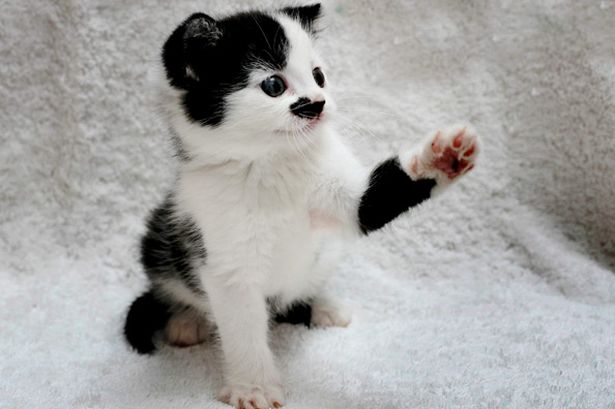 A kitten named kitler with a remarkable resemblance to hitler pic swns 565158770 2582479240