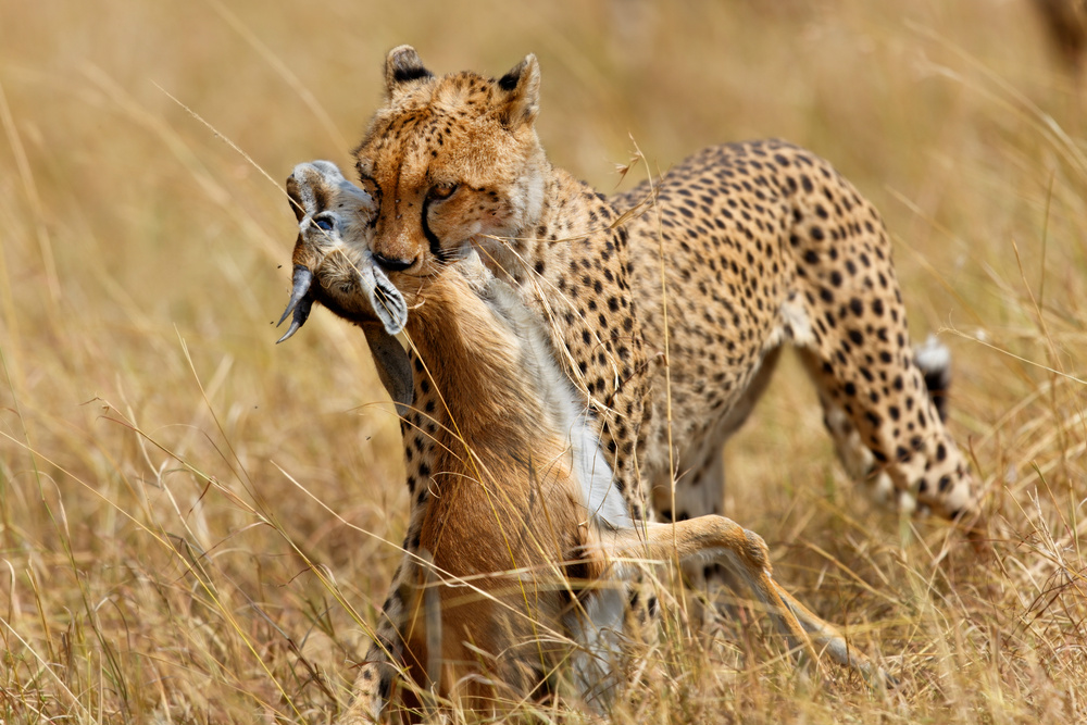 Cheetah prey