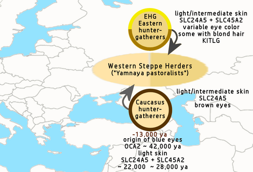 Yamnaya pastoralists main genetic ancestry