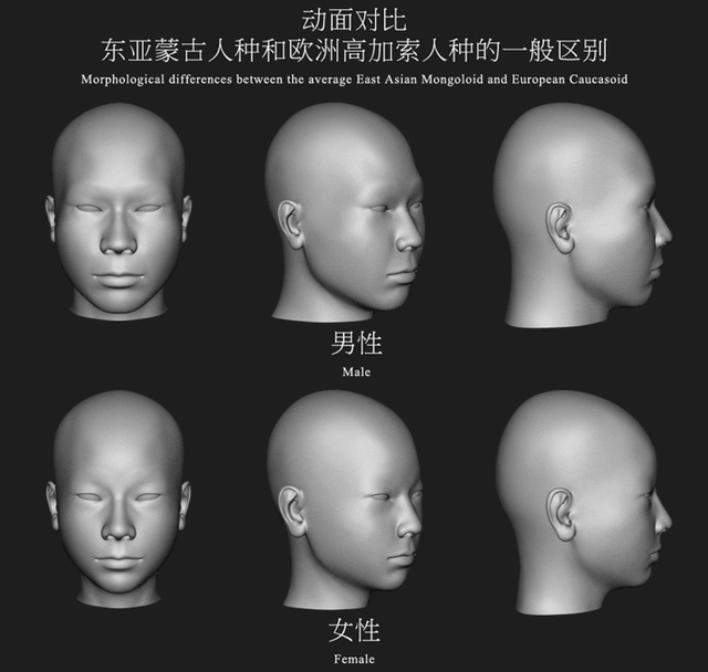 Morphological differences
