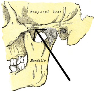 Processuszygomaticusossisfrontalis