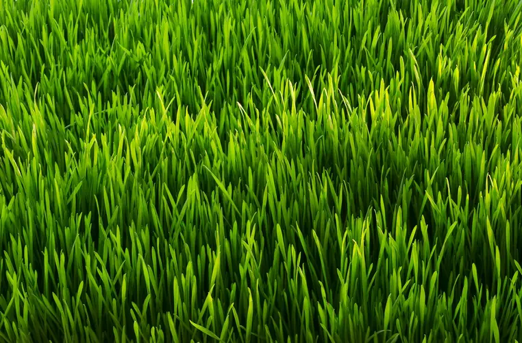 green-grass-close-up.webp
