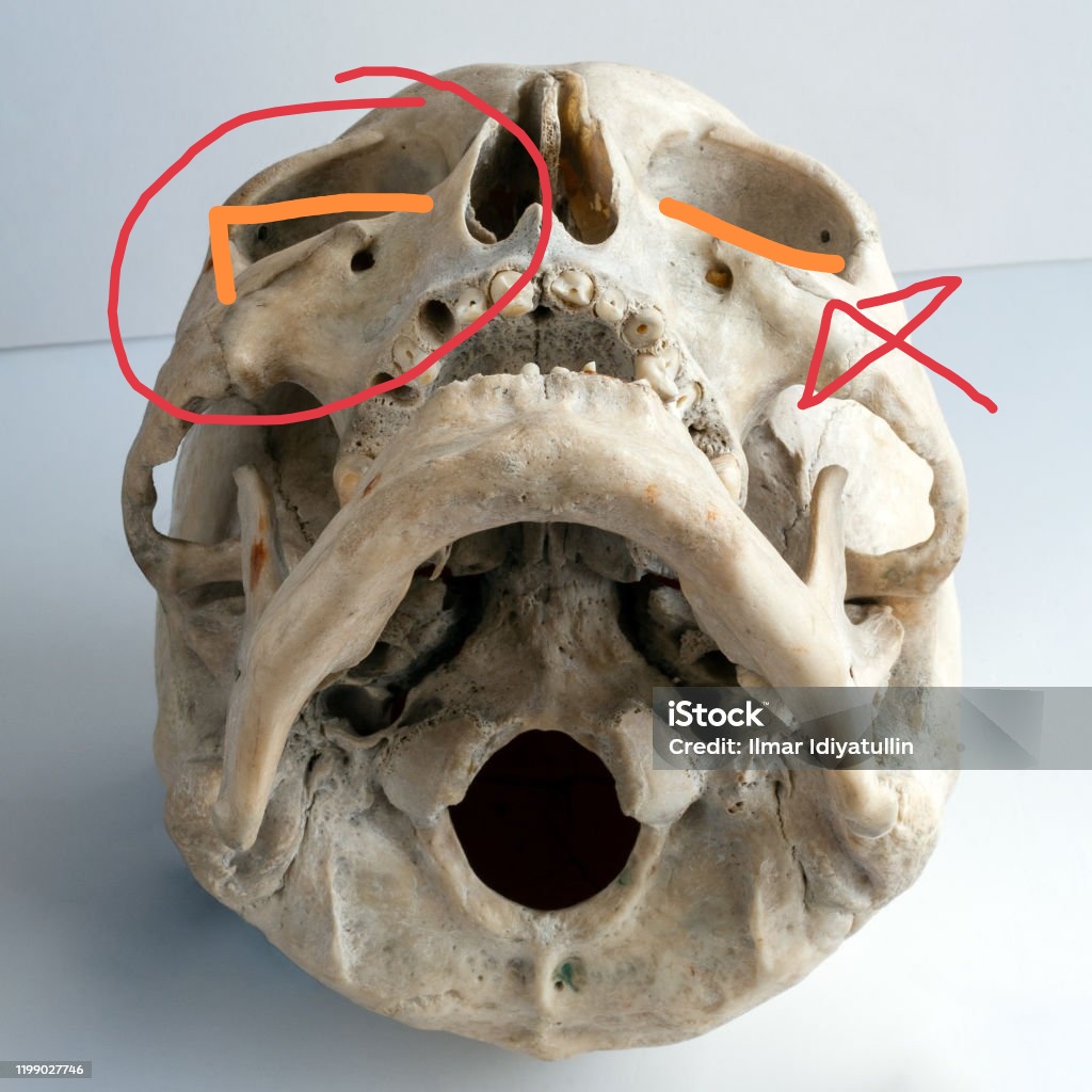 Human anatomy the human skull view from below edit 15642621884553