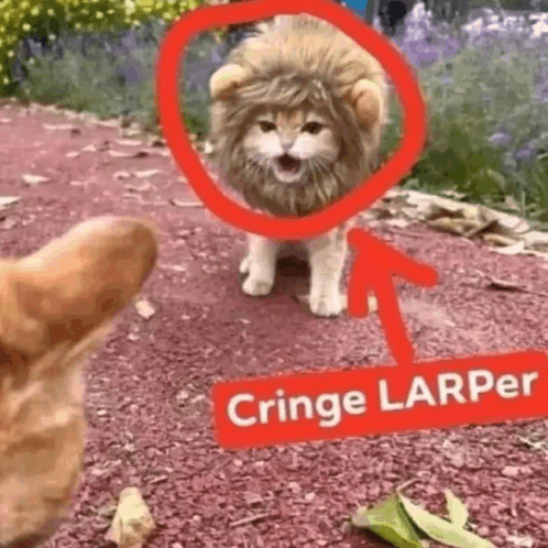 Lion larper