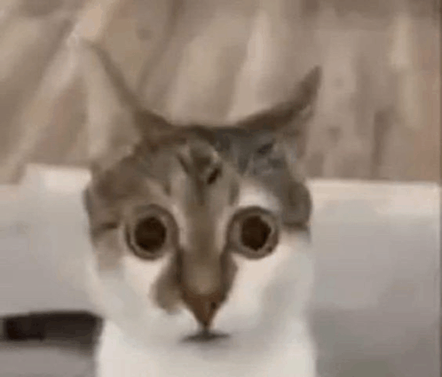 Traumatized cat cat