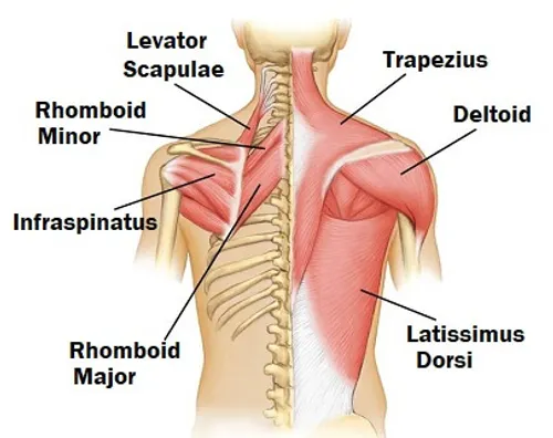 Muscles of the shoulder blade