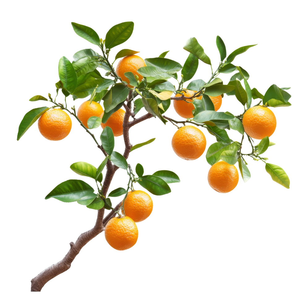 A vibrant branch of an orange tree bearing multiple ripe oranges surrounded by lush green lea