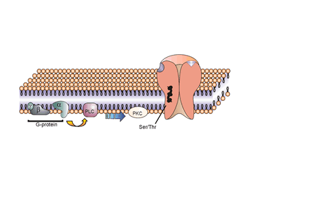 GABA NeurosteroidModelA
