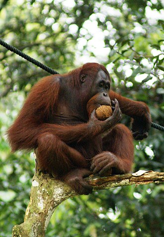Orang Utan Semenggok Forest Reserve Sarawak Borneo Malaysia