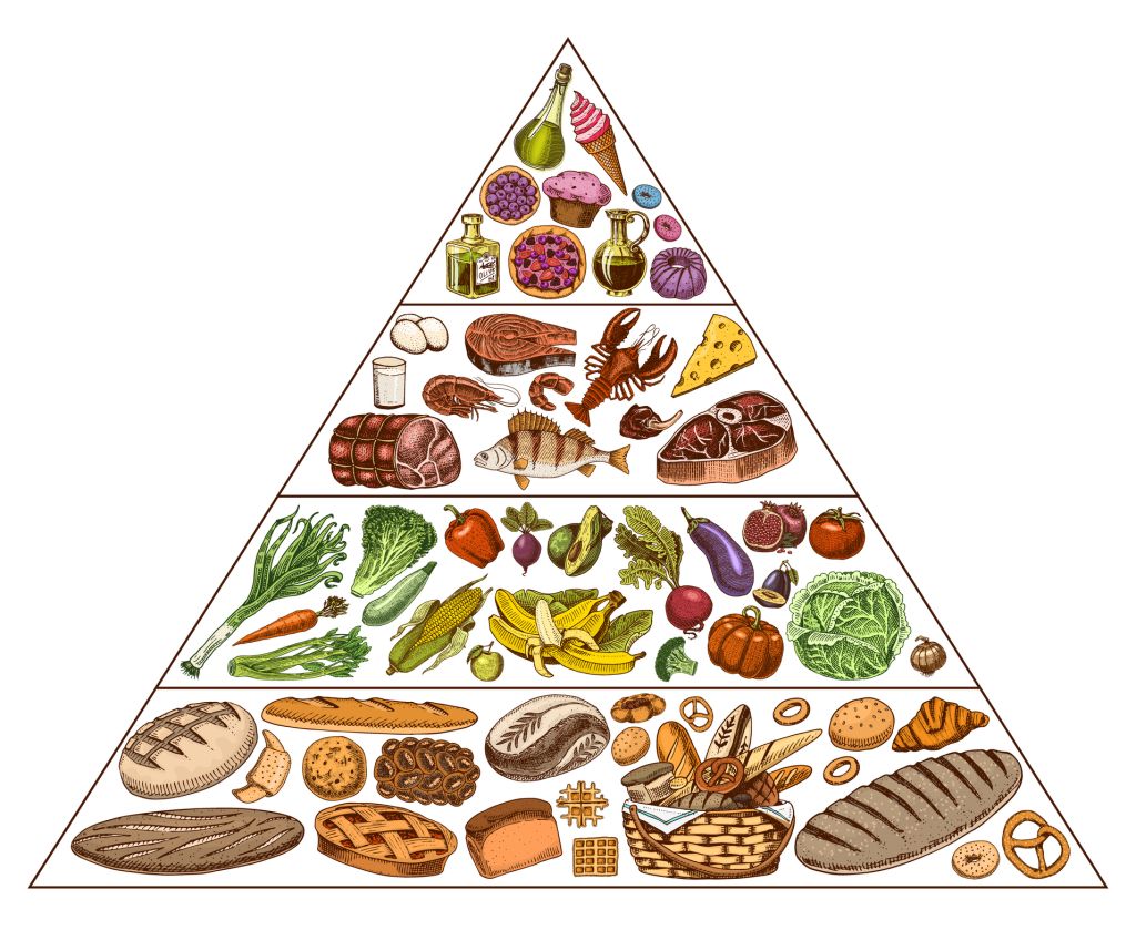 Food pyramid