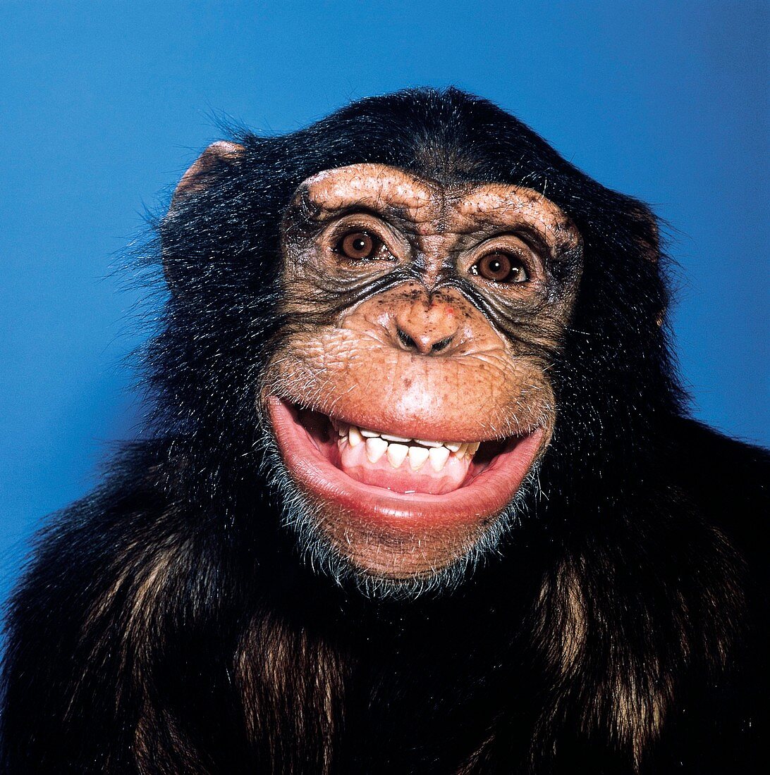 12078582 Grinning chimpanzee