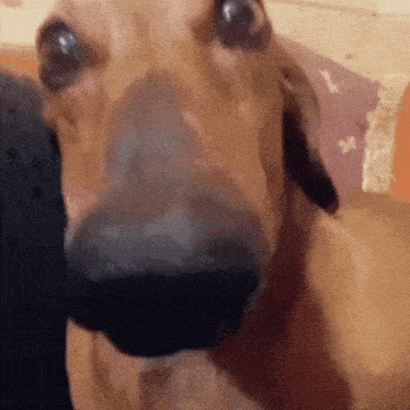 Sussy long nose dog