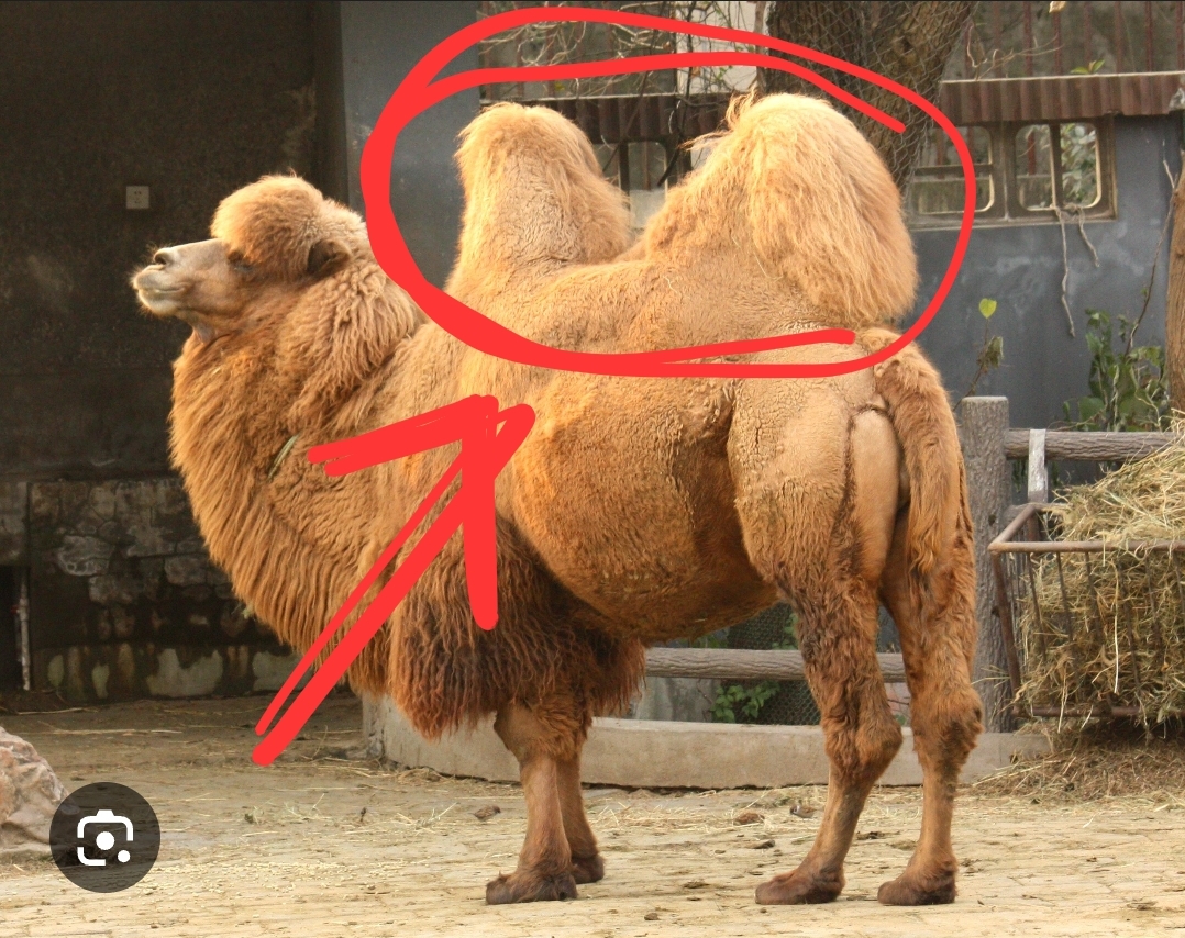 Screenshot 20260125 172449 Chrome