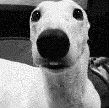 Dog shiver