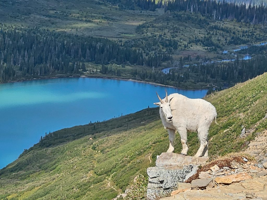 Mountain Goat 1 SharpenAI Focus www 1024x768