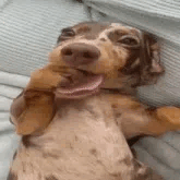 Dumb dog