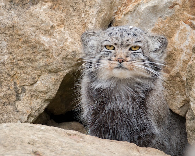 Where do Pallas cats live 02 nz