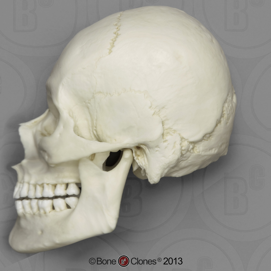 Bimaxcel2