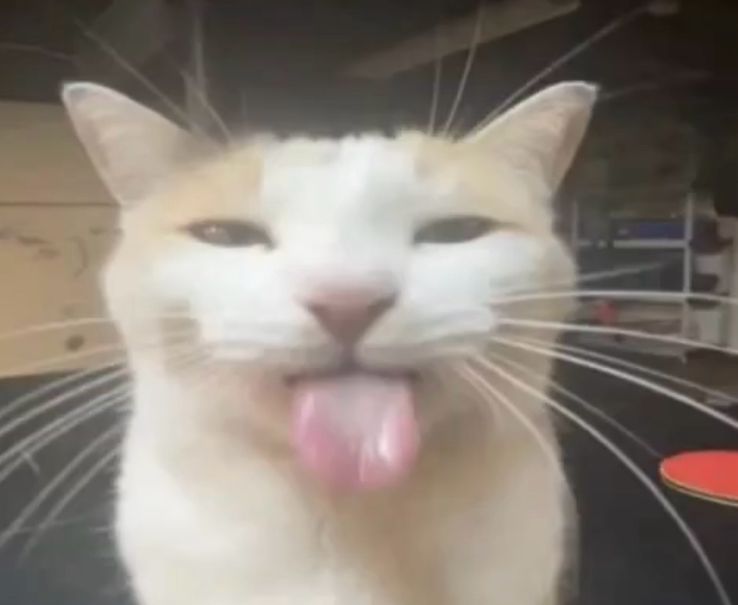 53cbe8ea eb72 4461 9d84 2aa2454715d2