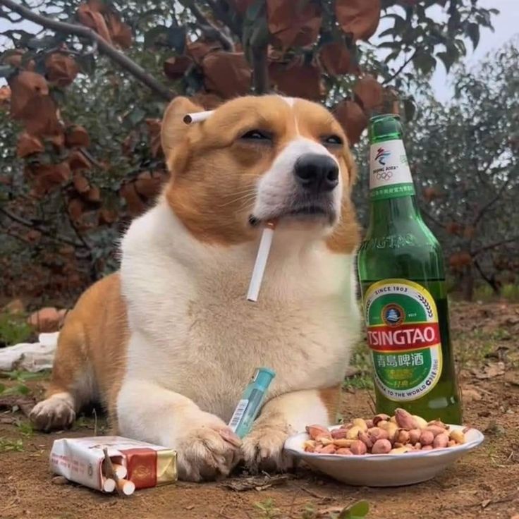 A509ee7d458a06f0f2bb18eba565cf51