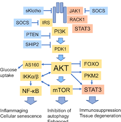 Insulin/IGF-1 signaling promotes immunosuppression via the ...