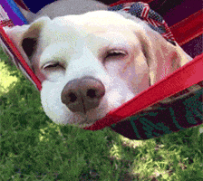 image.gif