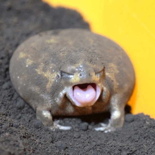 my-favorite-frog-is-the-desert-rain-frog-v0-f7ii3kjza6oc1.png