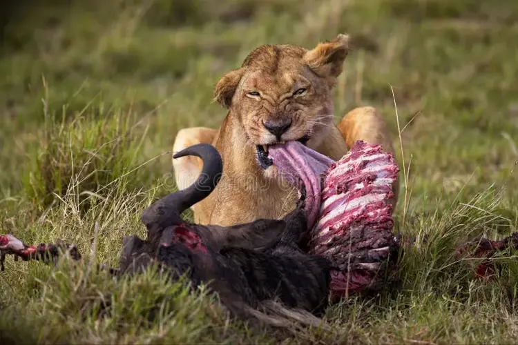 female-lion-lying-grass-eating-meat-her-catch-female-lion-lying-grass-eating-meat-her-catch-2...webp