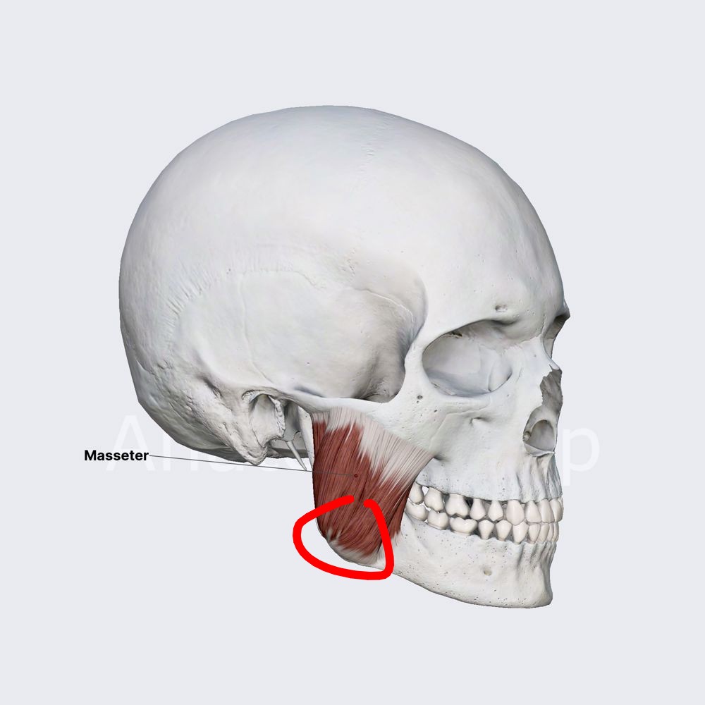 Masseter muscle 2 11269 medium2