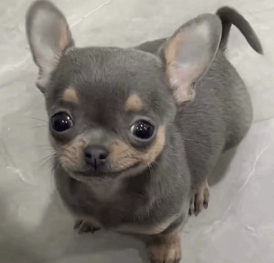 Dog meme dog