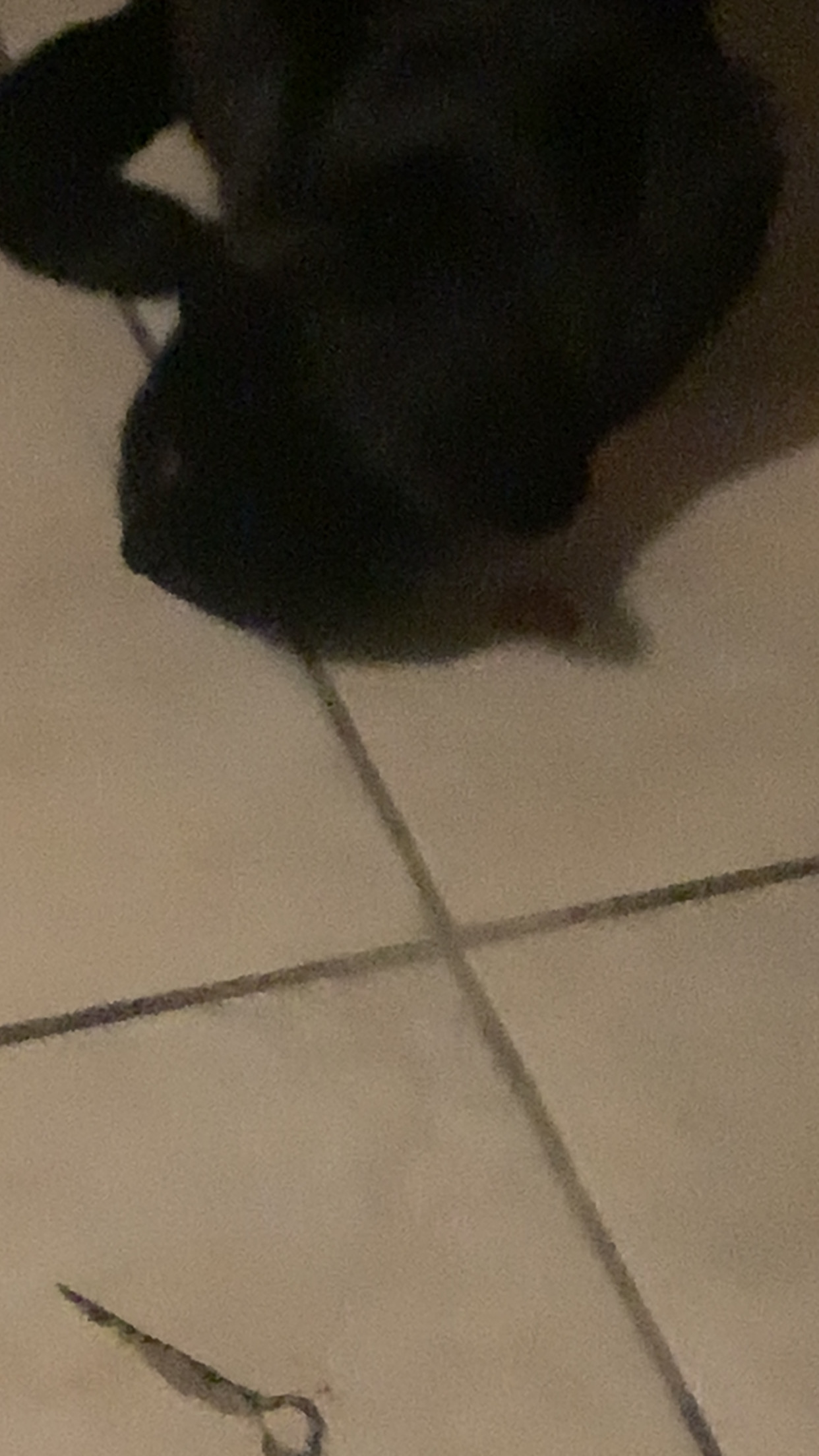 IMG 1808