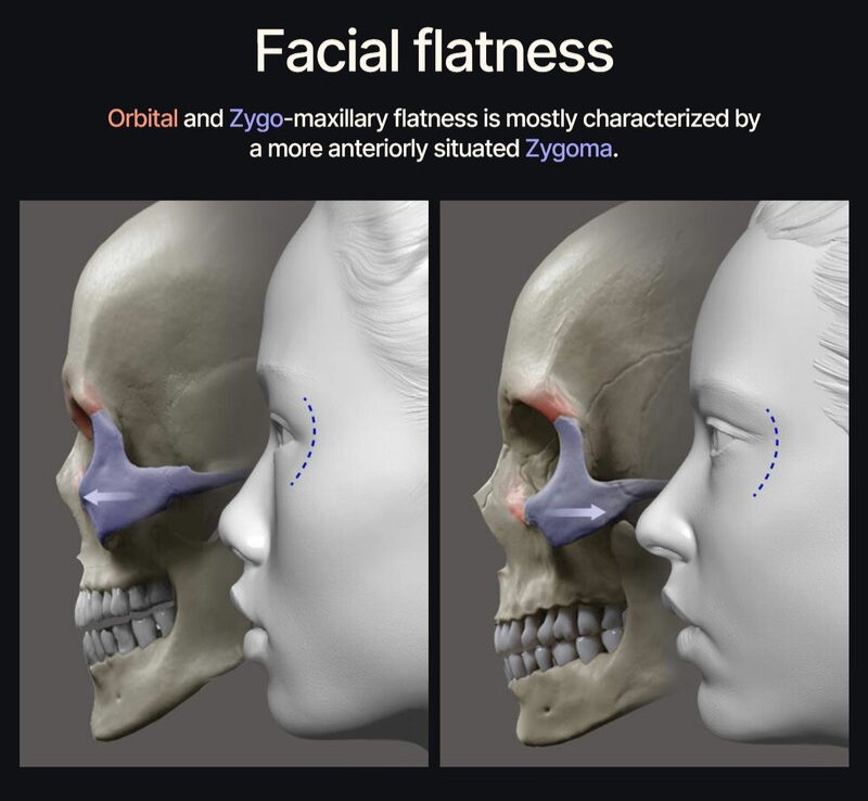 Anatomy for sculptors facial flatness by anatomy for sculptors