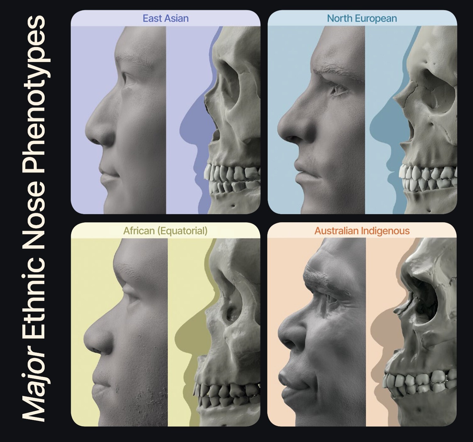 Anatomy for sculptors major ethnic nose phenotypes