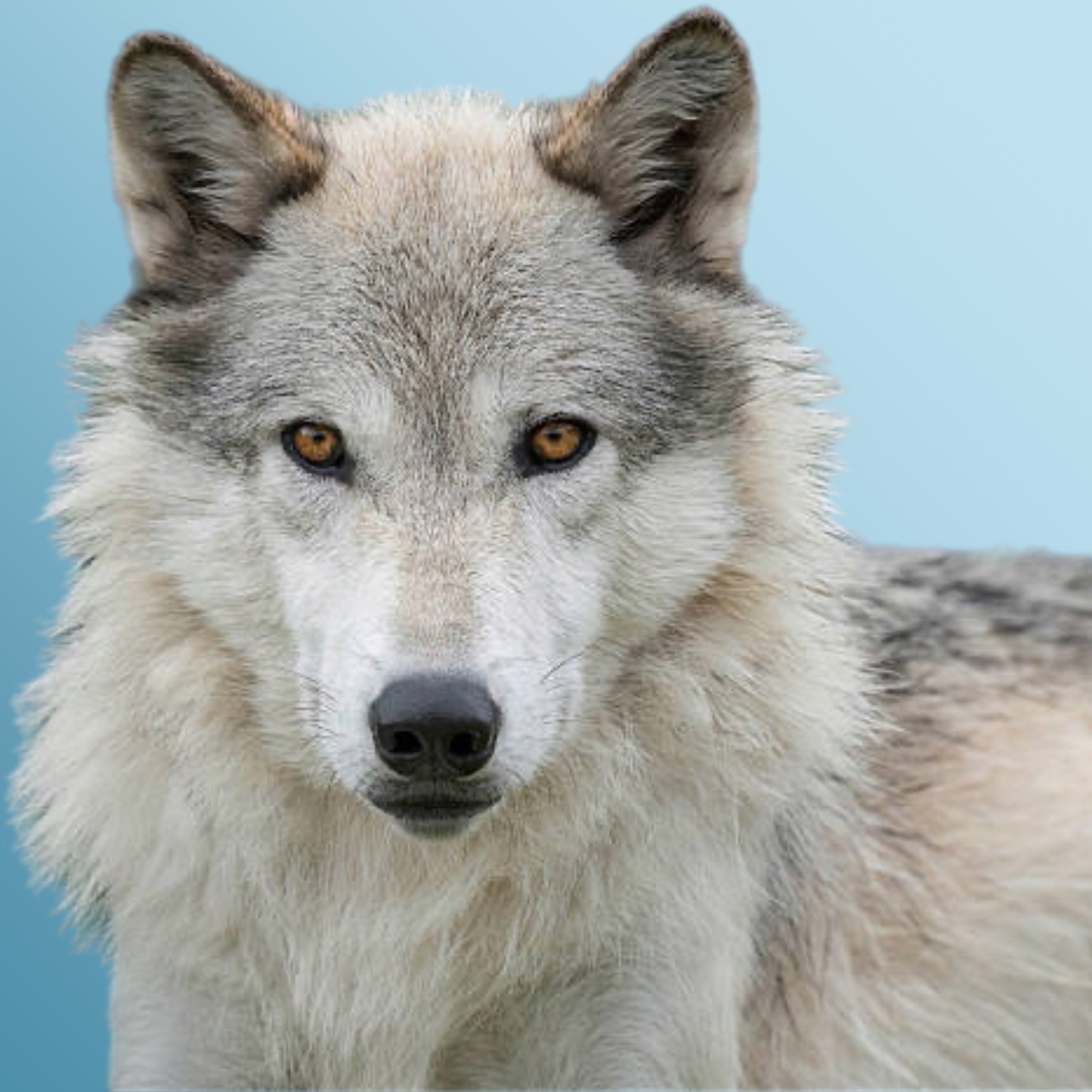 Bazaart F91E0714 759B 47AA A806 B19C728B5DC3