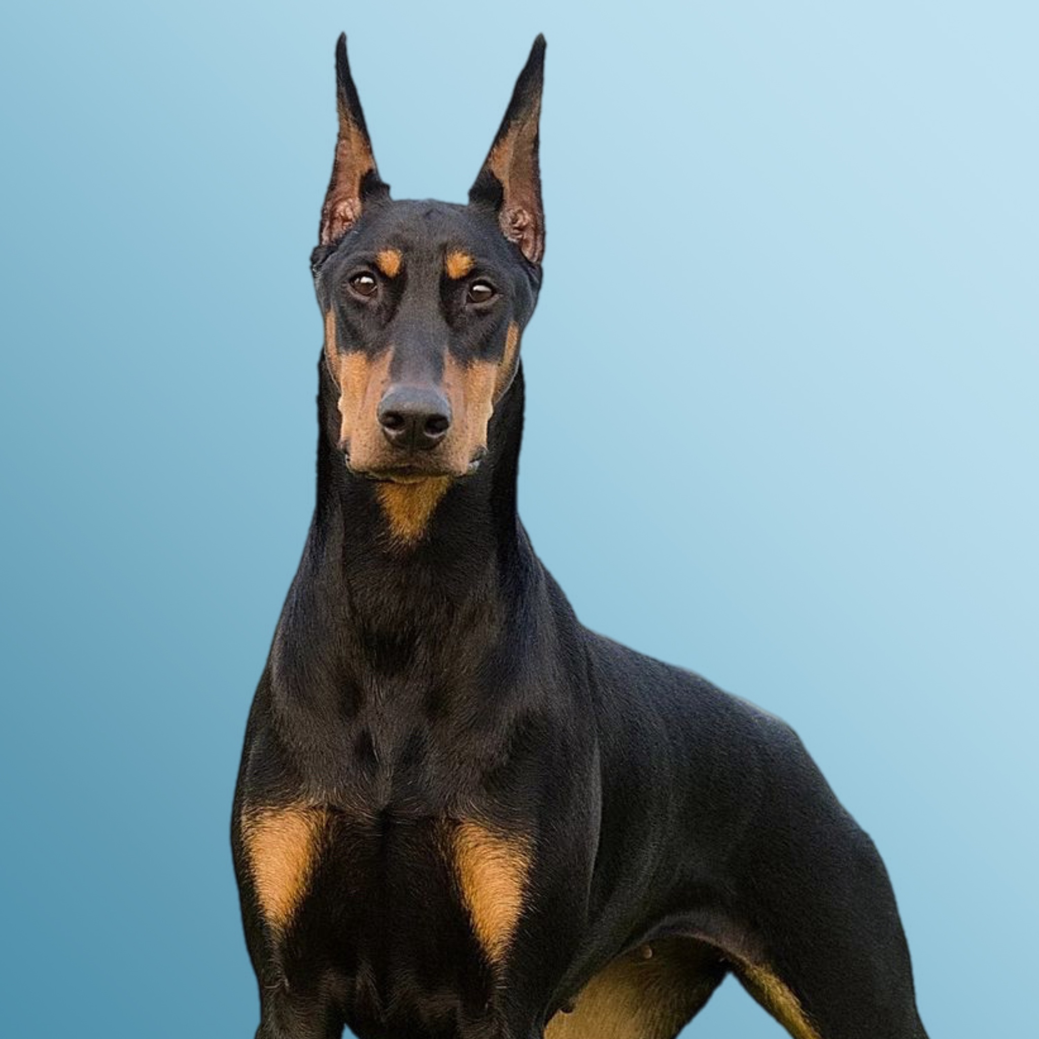 Bazaart E9DE927E E27D 4F48 A3C9 CD602E4285C7