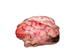 Screenshot 2026 02 11 111642 AM