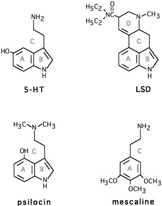 Psychedelics are a potent means to fragment your old identity