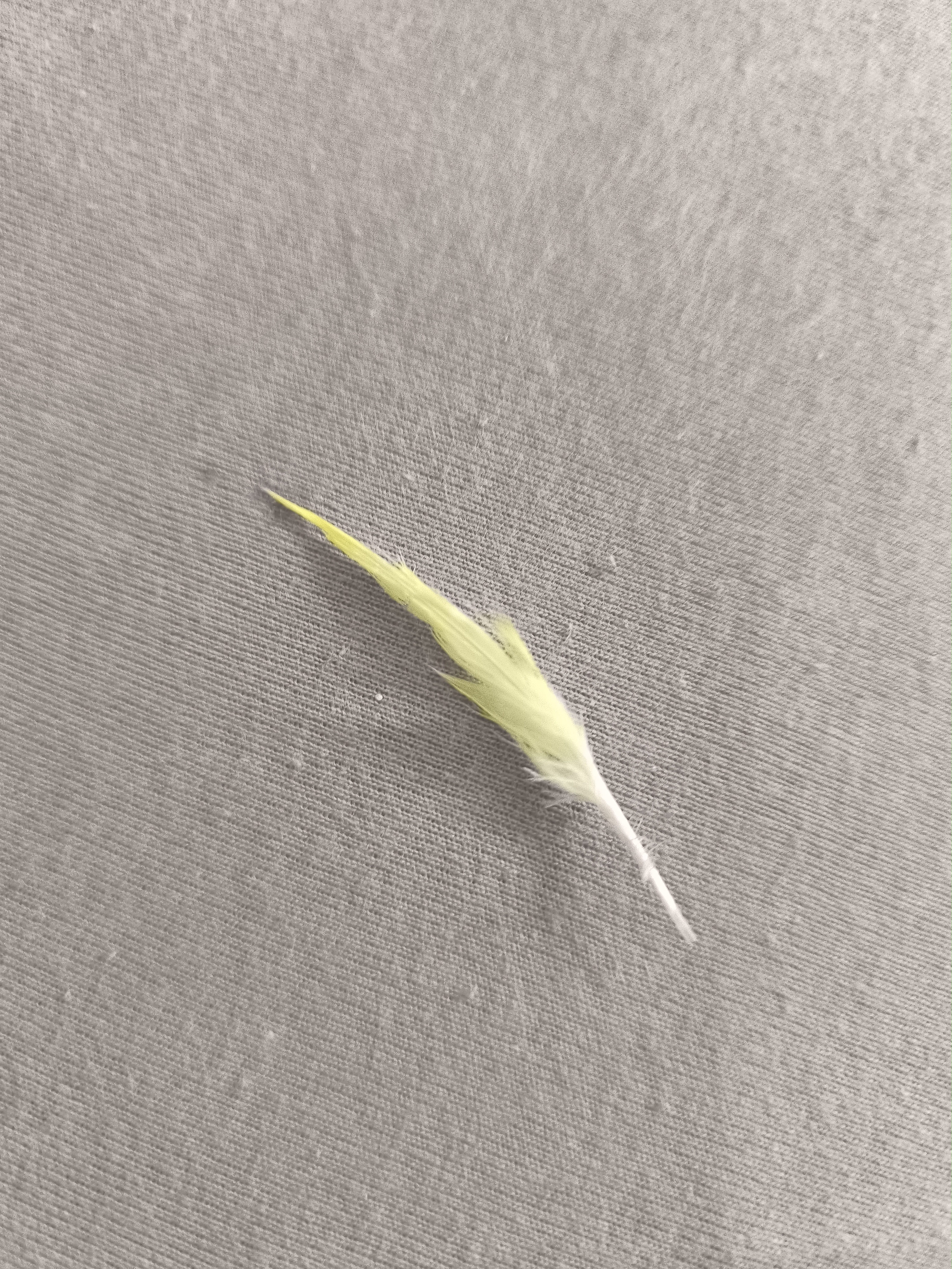 17709189142202693696841982896933