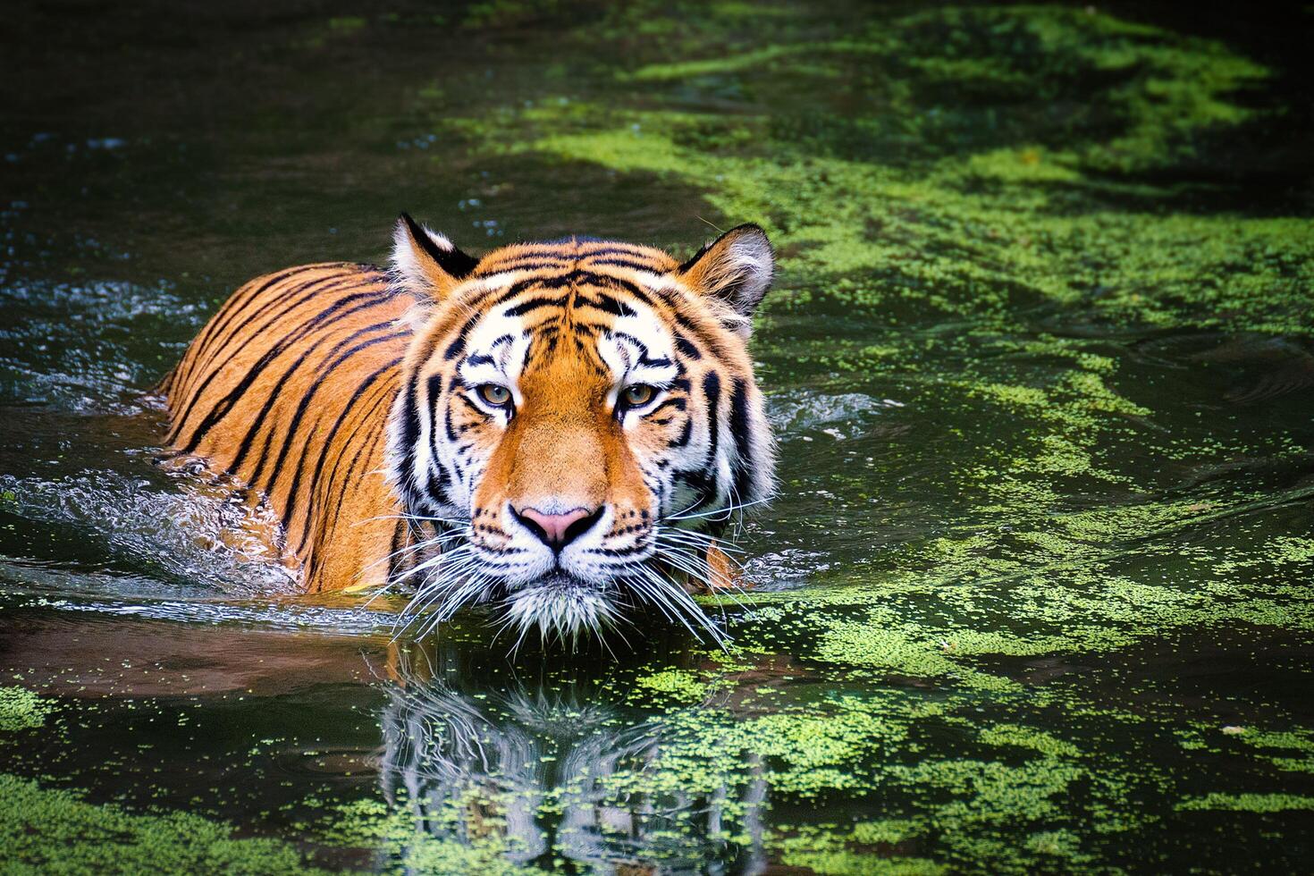 Majestic soak royal bengal tiger s bath free photo