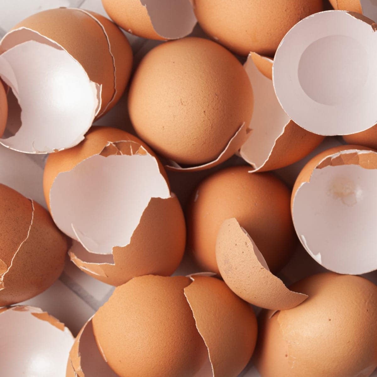 Can you compost eggshells featured image