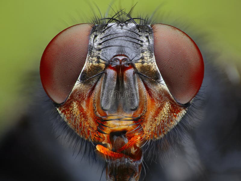 Extreme close up fly head taken microscope objective 29980338