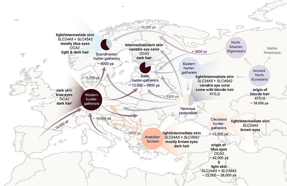 960px Archaeogenetic analysis of human skin pigmentation in Europe