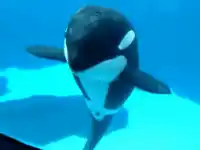 Orca dancing
