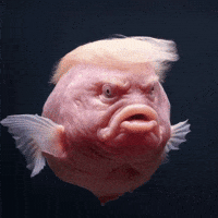 Donald trump fish