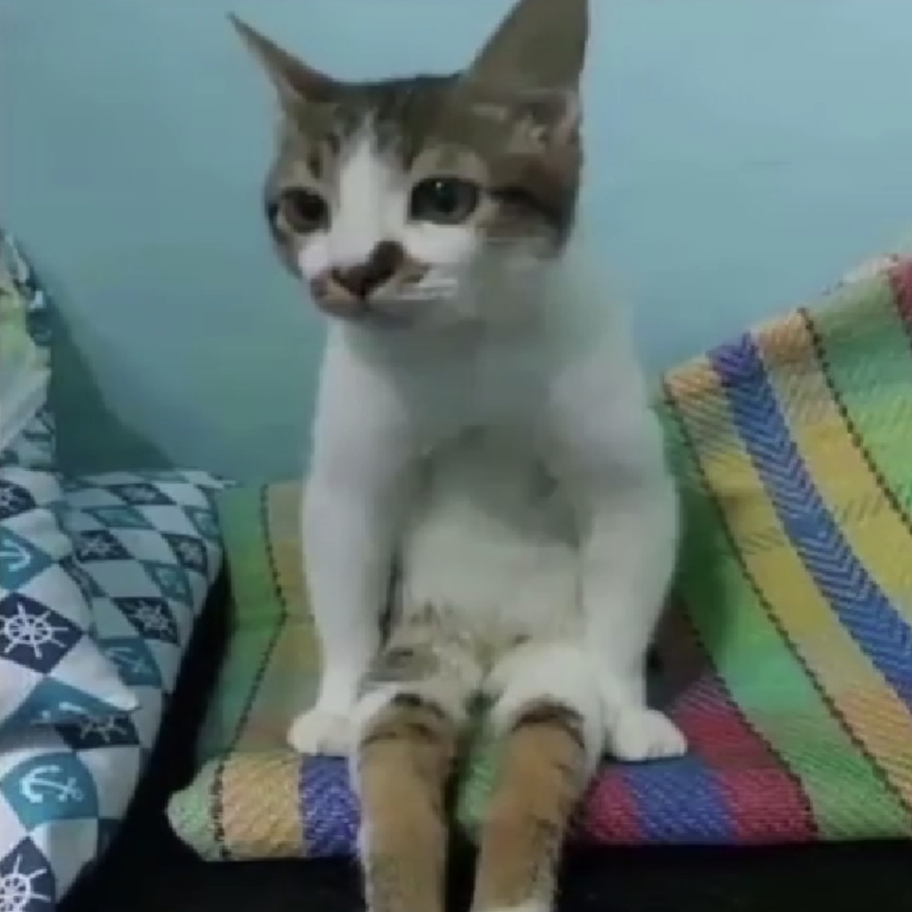 3d8b27cc1d7fba4bfeb0d88a6492b778