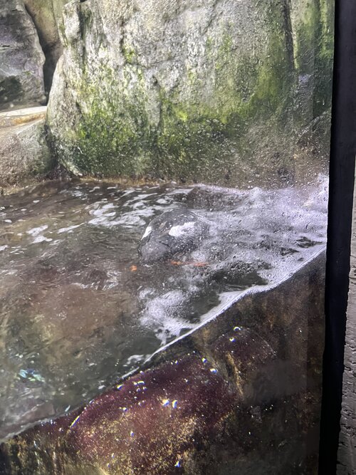 IMG_1601.jpeg