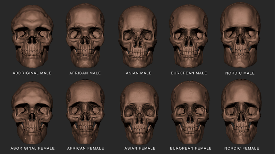 skull front.PNG