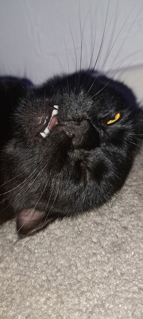 Screenshot 20260208 123341 Gallery